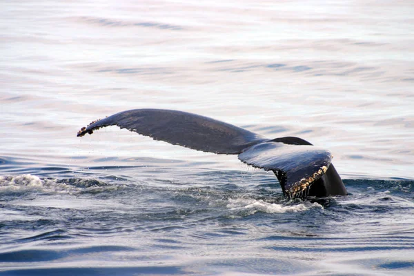 Barbatana Cauda Uma Baleia Cinzenta Atlântico — Fotografia de Stock