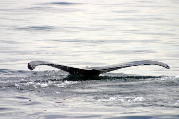 Nageoire Caudale Une Baleine Grise Dans Atlantique — Photo