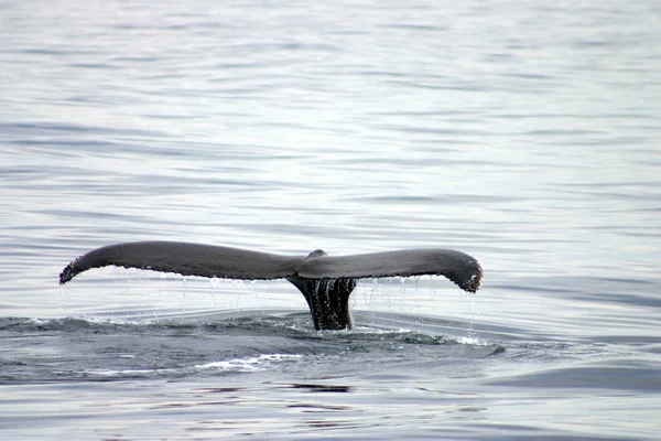 大西洋の灰色クジラの尾びれ — ストック写真