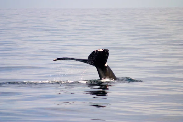 Nageoire Caudale Une Baleine Grise Dans Atlantique — Photo