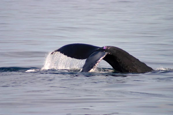 Staartvin Van Een Grijze Walvis Atlantische Oceaan — Stockfoto