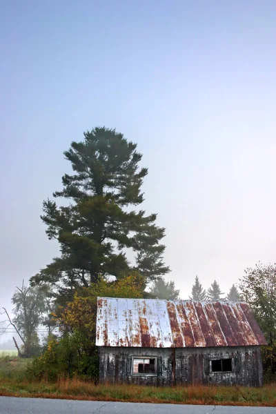 日光の秋の朝の霧の木をストリー キング — ストック写真