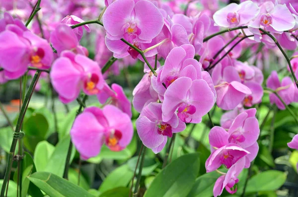 Archivbild Der Orchideenblume — Stockfoto