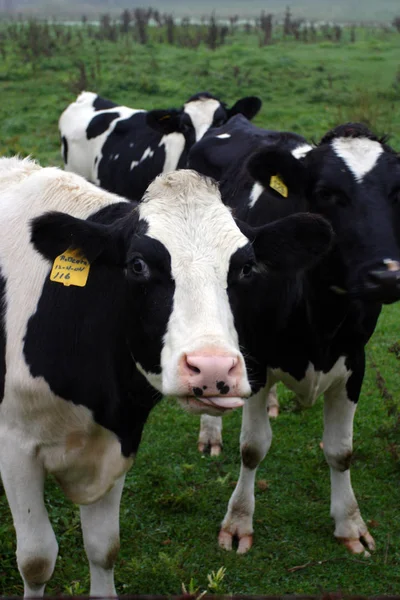 Existencias Vacas Ordeño —  Fotos de Stock