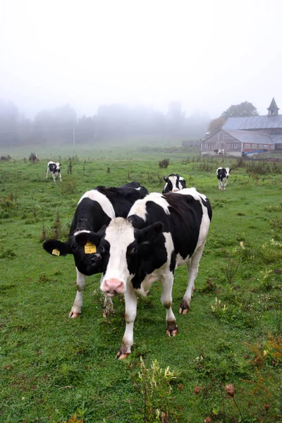 Existencias Vacas Ordeño —  Fotos de Stock