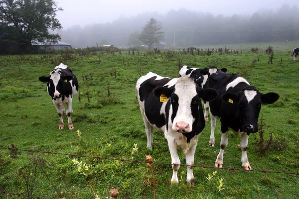 Existencias Vacas Ordeño —  Fotos de Stock