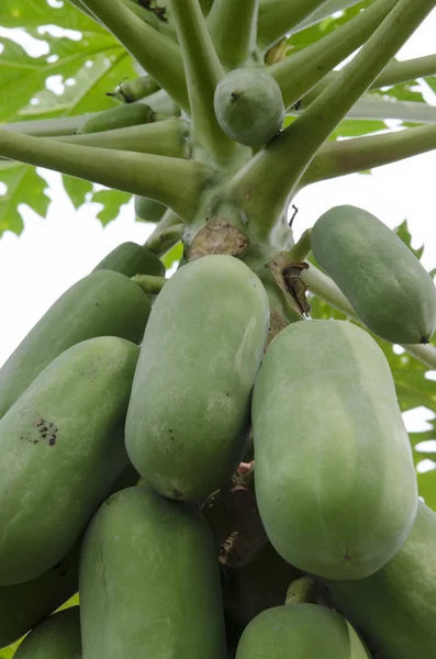 Organik bir çiftlikte büyüyen sebze stok görüntü