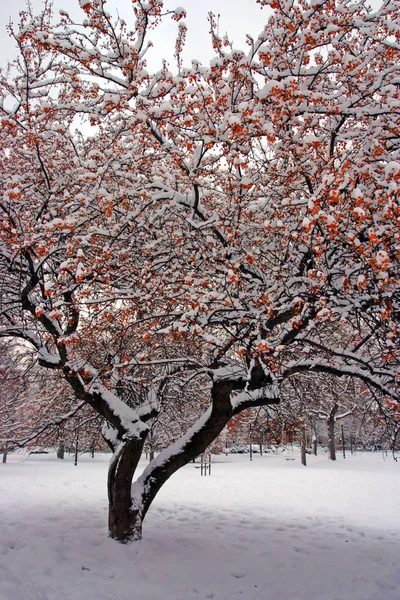 Stock Afbeelding Van Een Sneeuw Winter Boston Massachusetts Verenigde Staten — Stockfoto