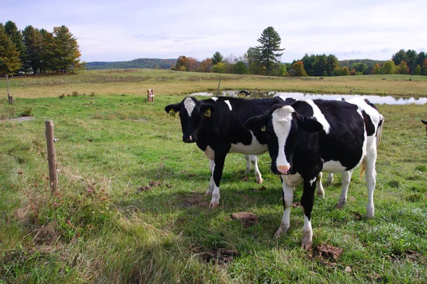 Imagem Stock Vacas Leiteiras Vermont Eua — Fotografia de Stock