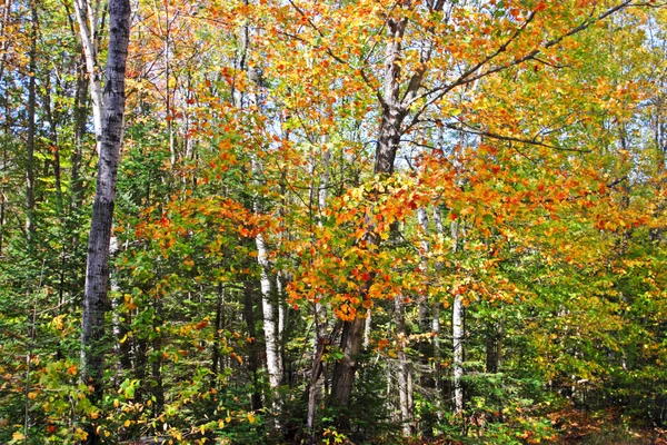 在美国佛蒙特州 秋天的落叶 — 图库照片
