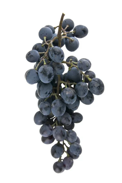 Blaue Trauben Isoliert Auf Weißem Hintergrund — Stockfoto