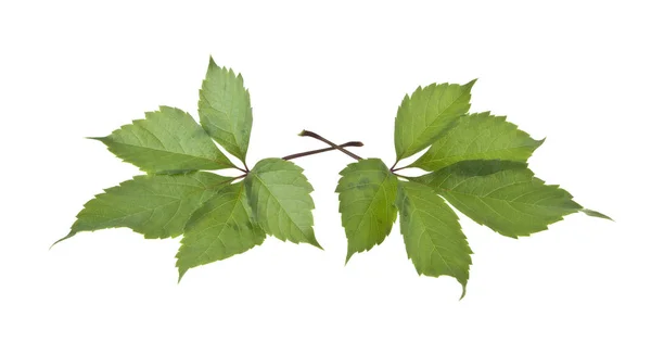 Grape Leaf Isolated White Background — Stock Photo, Image