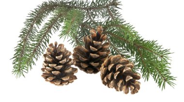 Noel ağacı ve beyaz arka plan üzerinde izole üç koniler dalı