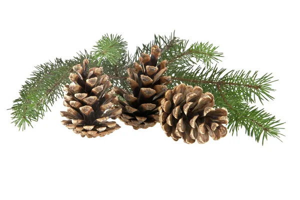 Ramo Árvore Natal Três Cones Isolados Fundo Branco — Fotografia de Stock