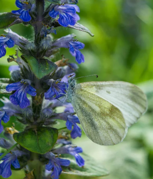 Güzel beyaz kelebek ve mavi çiçekler. Yaz ve bahar geçmişi. Mavi Çiçek üzerinde Beyaz Kelebek.