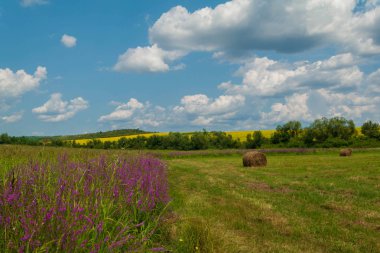 Sarı bir tarlada bahar çiçekleri. Bir çayır ve gün batımı üzerinde mor çiçekler ile Yaz kırsal manzara. Güneşli günde çiçek açan tarla kır çiçekleri.