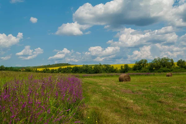 Sarı bir tarlada bahar çiçekleri. Bir çayır ve gün batımı üzerinde mor çiçekler ile Yaz kırsal manzara. Güneşli günde çiçek açan tarla kır çiçekleri.