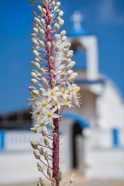 Girit arka planda kilisenin mavi kubbeile güzel beyaz Asphodelus albus çiçek