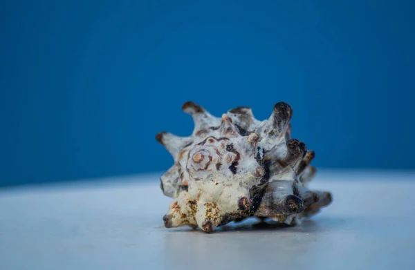 Deniz kabuğu ile mavi arka plan, yumuşak mavi ve beyaz arka plan deniz kabuğu ile fotoğraf kapatın. Yunanistan'da Tatil.