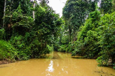  boyunca sarı su Sabah, Borneo yemyeşil yağmur ormanları. Malezya