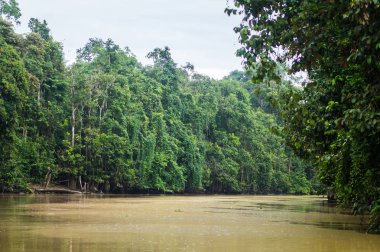  Boyunca kinabatangan nehir, Sabah, Borneo yağmur ormanları. Malezya.