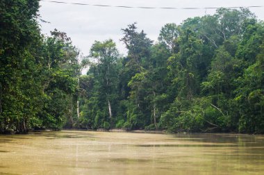  Boyunca kinabatangan nehir, Sabah, Borneo yağmur ormanları. Malezya.
