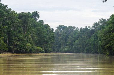  Boyunca kinabatangan nehir, Sabah, Borneo yağmur ormanları. Malezya.