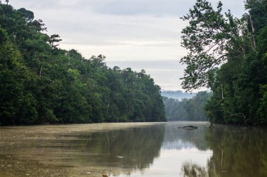  Boyunca kinabatangan nehir, Sabah, Borneo yağmur ormanları. Malezya.