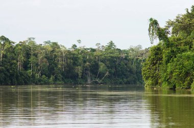  Boyunca kinabatangan nehir, Sabah, Borneo yağmur ormanları. Malezya.