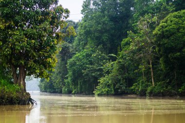  Boyunca kinabatangan nehir, Sabah, Borneo yağmur ormanları. Malezya.