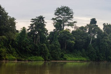  Boyunca kinabatangan nehir, Sabah, Borneo yağmur ormanları. Malezya.