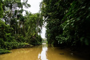 Sabah, Borneo sarı su yemyeşil yağmur ormanları boyunca yelken. Malezya.