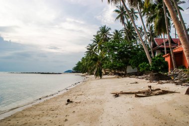 Taling Ngam plajında palmiye ağaçları. Koh Samui Adası. Tayland. 