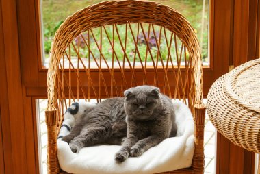 Gri İngiliz kedi verandada hasır sandalyede yatan