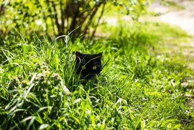 Çimenlerde saklanan sarı gözlü siyah kedi