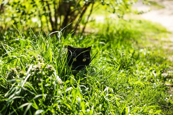 Black cat with yellow eyes hiding in the grass