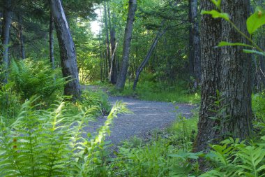 orman ormanlık doğa ortamı açık hiking trail yolunda