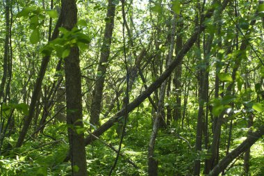 ahşap orman yeşil doğa arka plan çevre doğal deseni