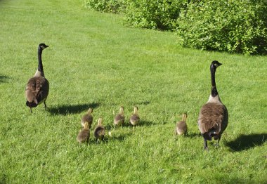 Kaz kuşlar yaban hayatı tür genç kazlar 