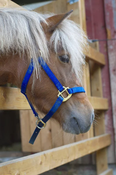 Cavalo Poney Cabeça Fazenda Fazenda País Animal — Fotografia de Stock