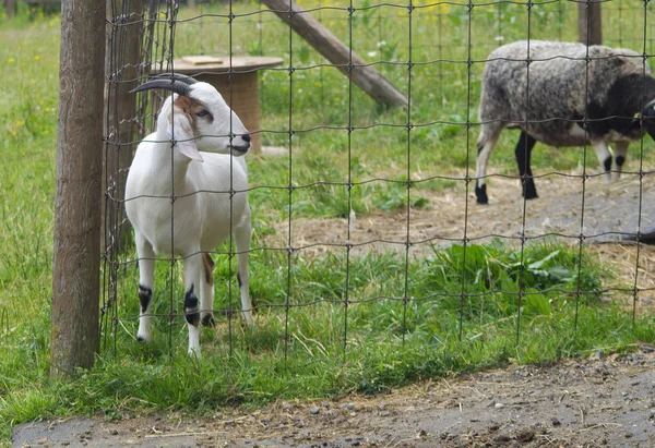 Goat Farm Agriculture Mammal Enclosure — Stock Photo, Image