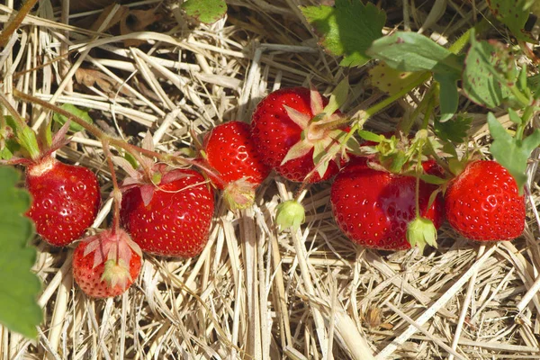 Erdbeerfeld Nahaufnahme Bio Obstbauernhof — Stockfoto