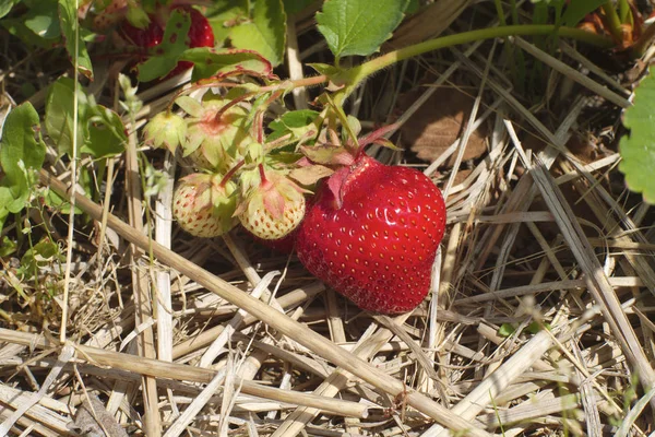 Morango Campo Palha Verão Agricultura Deliciosa Fruta Orgânica — Fotografia de Stock