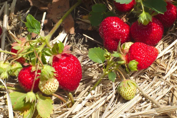 Morangos Vermelhos Palha Campo Agricultura Frutas Orgânicas — Fotografia de Stock