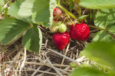 çilek organik meyve saman tarım lezzetli beslenme alanı