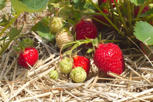 strawberry field closeup organic fruit farm