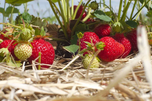 Frutas Verão Agricultura Palha Campo Morango Orgânico — Fotografia de Stock