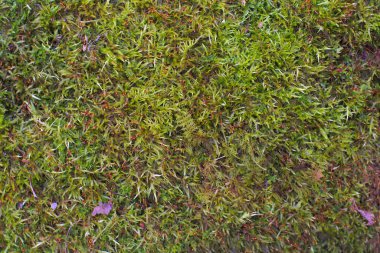 Torf yosun yeşil doğa yağmur ormanı doku arka plan liken