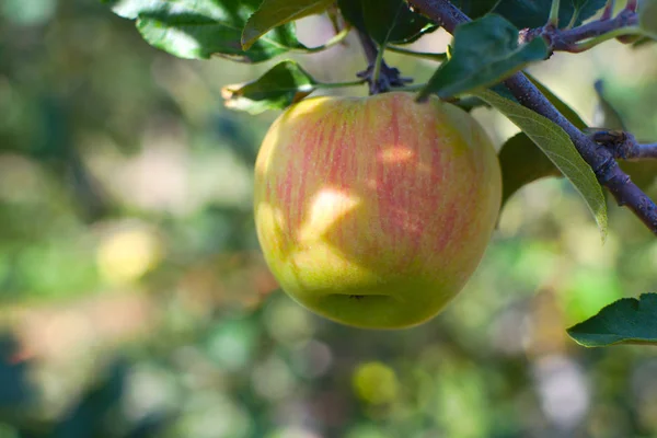 Maçãs Amarelas Pomar Árvore Fruto Orgânico — Fotografia de Stock