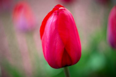 bir lale bahar çiçek canlı renk taze çiçek 